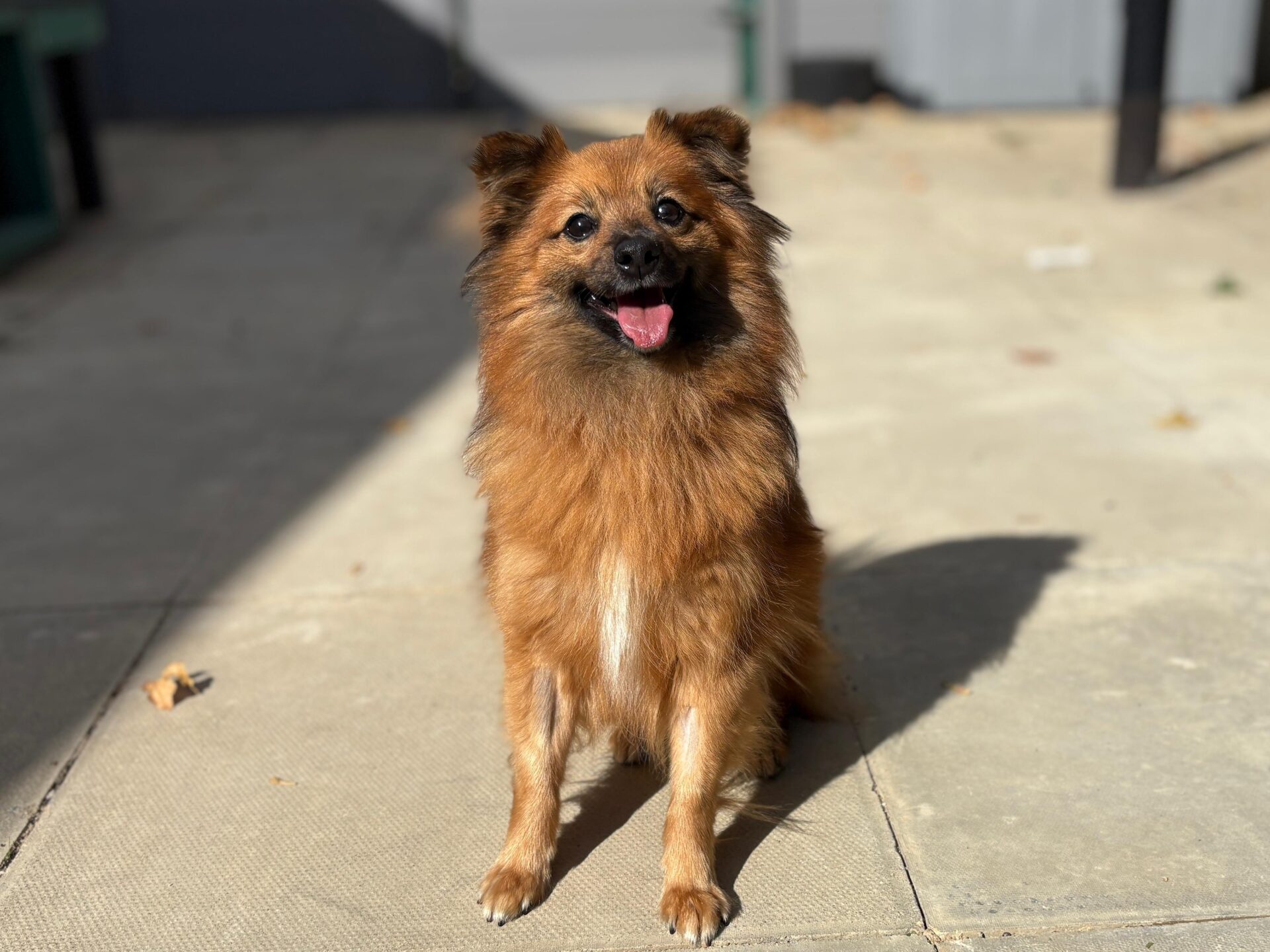 A small, fluffy brown dog with pointy ears sits on a sunlit patio, looking at the camera with its mouth open and tongue out, appearing happy.