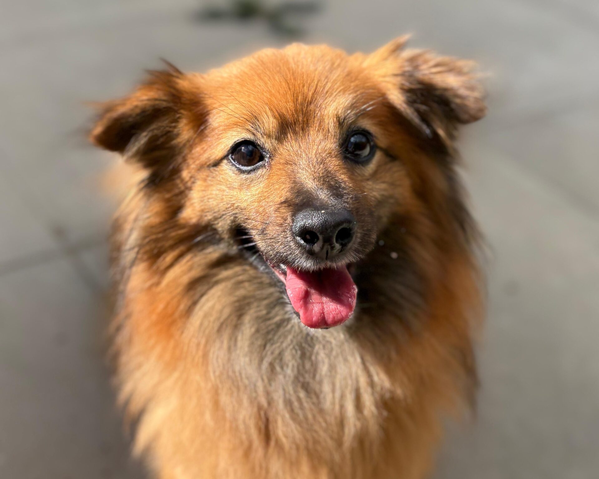 A small brown dog with long fur and pointy ears looks up at the camera with its mouth open and tongue out, appearing happy and friendly.