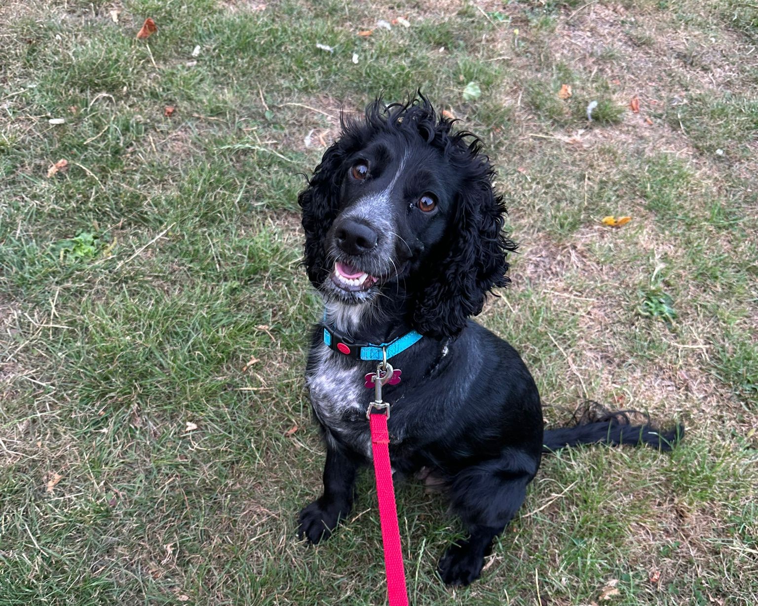 A black and white dog with curly ears and a teal collar sits on grass, looking up at the camera with its mouth slightly open. A red leash is attached to its collar.