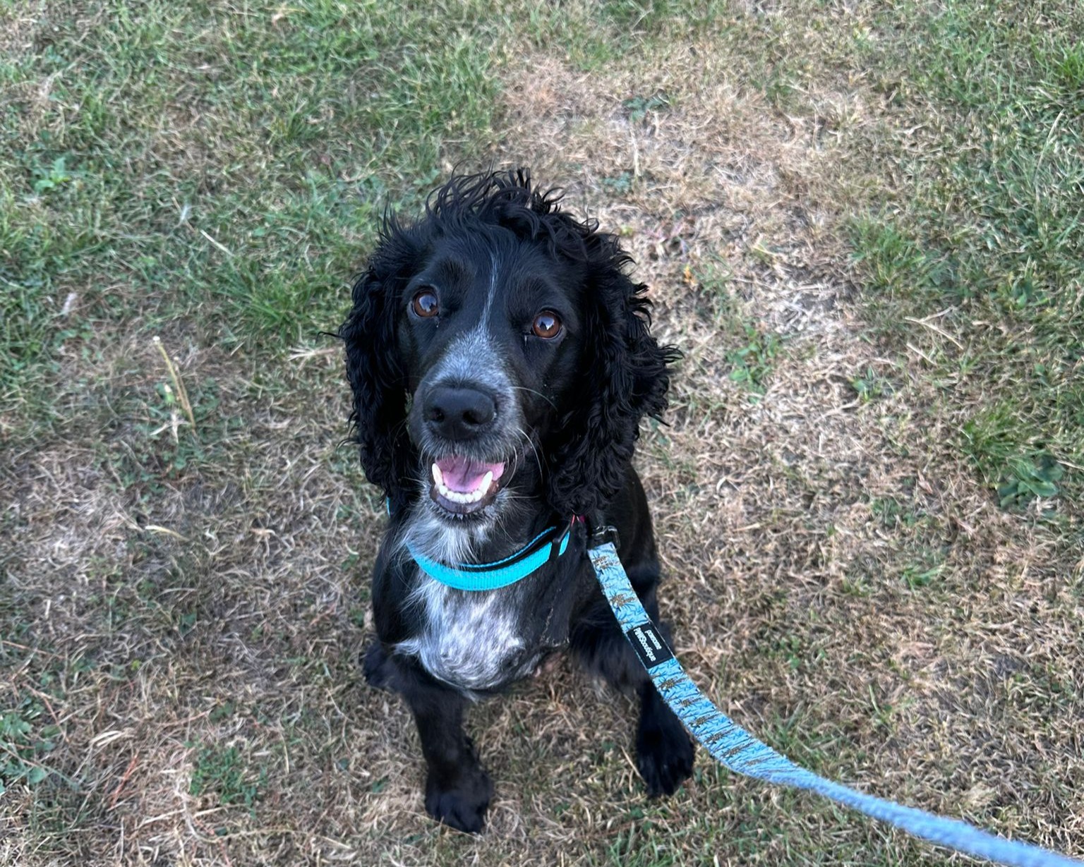 A black and white dog with curly ears sits on grass, looking up at the camera with its mouth open. The dog is wearing a teal collar and leash.