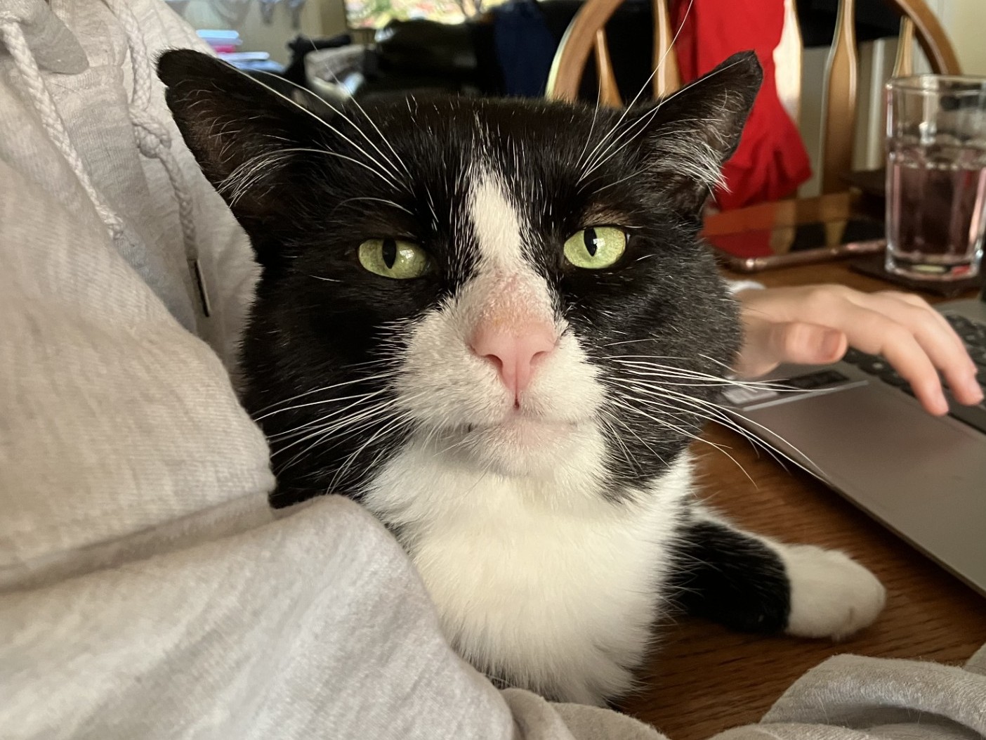 A black and white cat with green eyes sits on a persons lap next to a laptop, while the person types on the keyboard. A glass of water and wooden chairs are in the background.