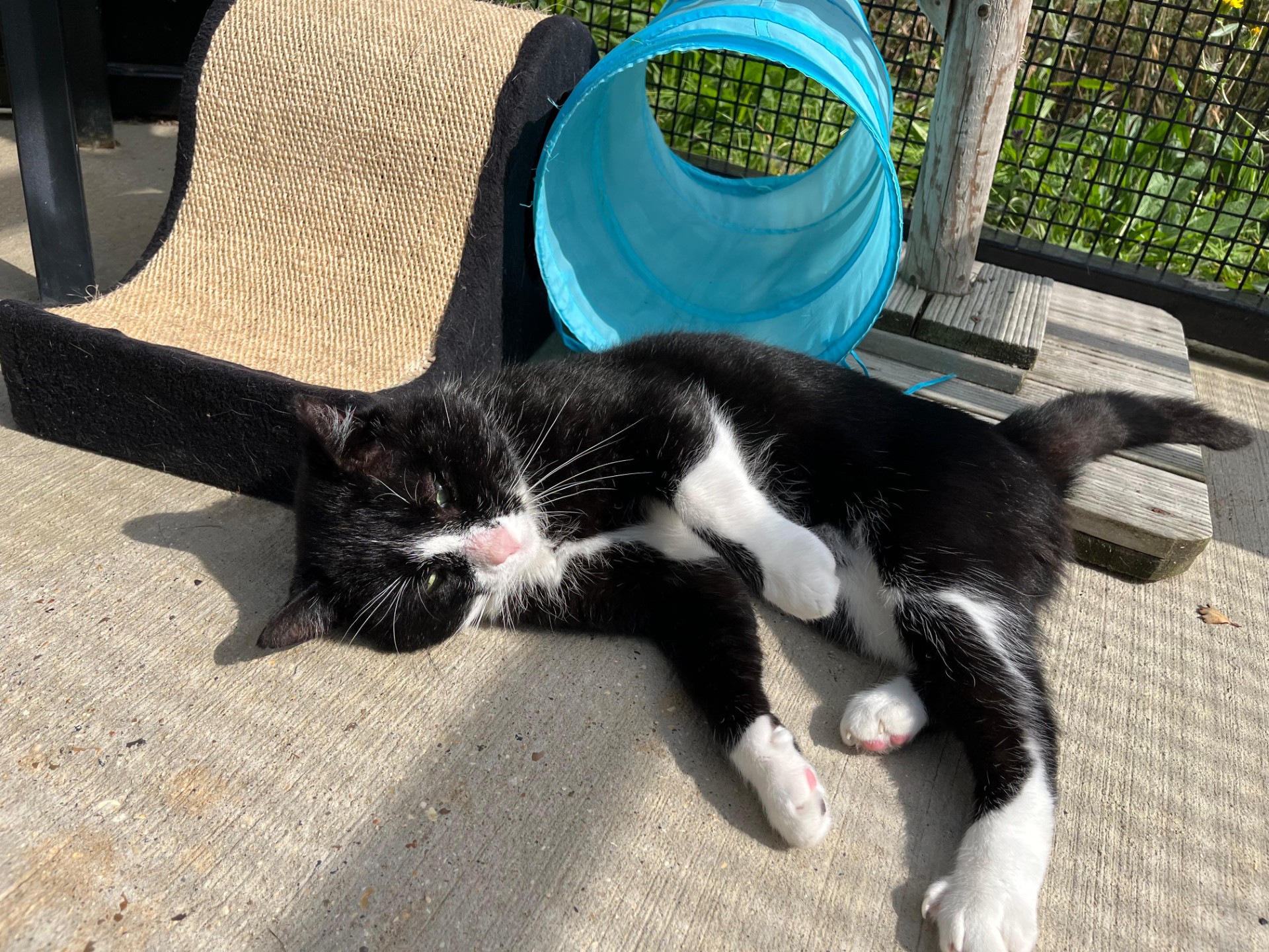 A black and white cat lies on its side on a sunny concrete surface, next to a beige scratching post and a blue play tunnel, with a mesh fence and greenery in the background.