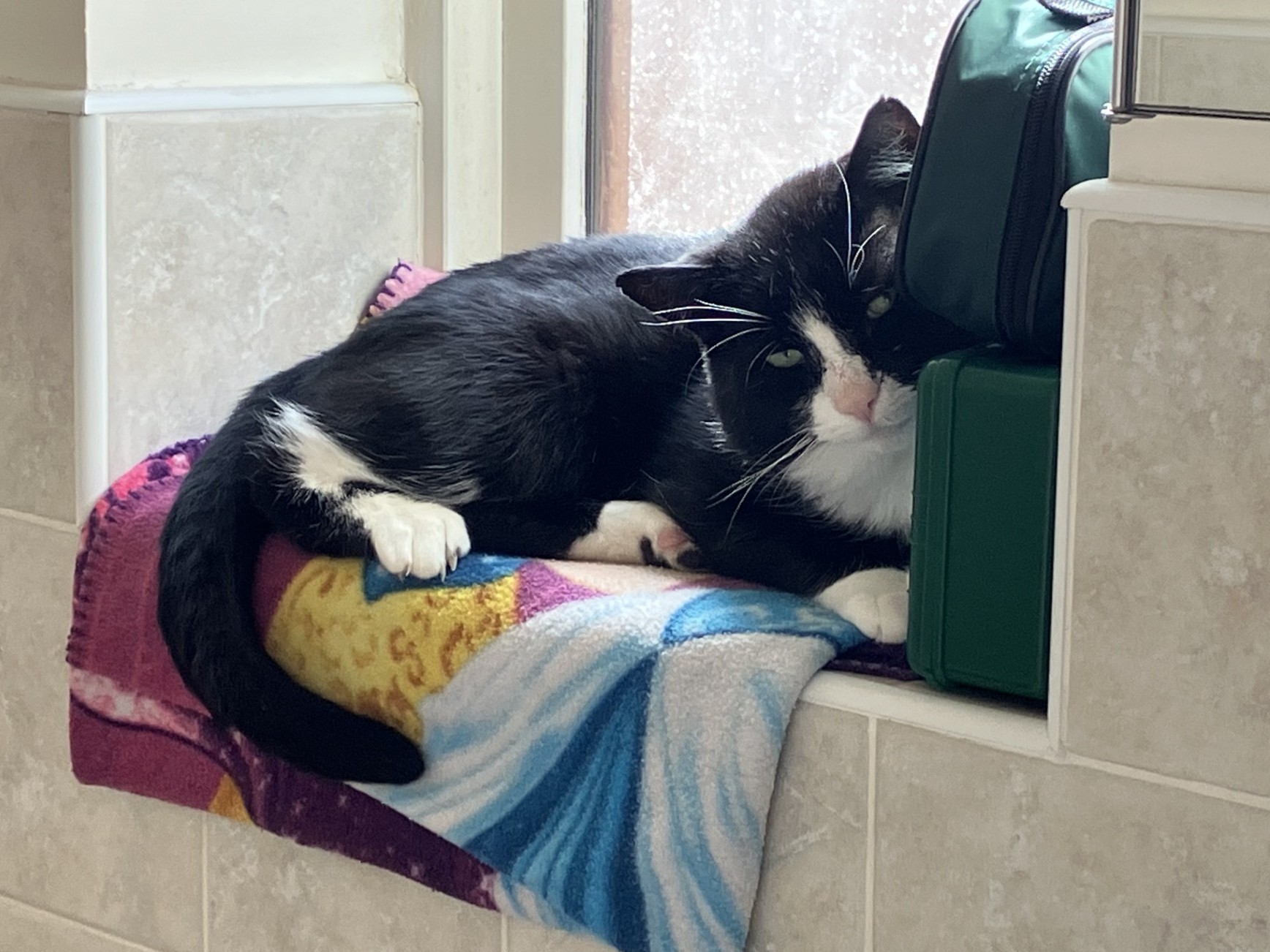 A black and white cat is lying on a colorful blanket on a tiled windowsill, resting its head on a green bag and looking toward the camera.