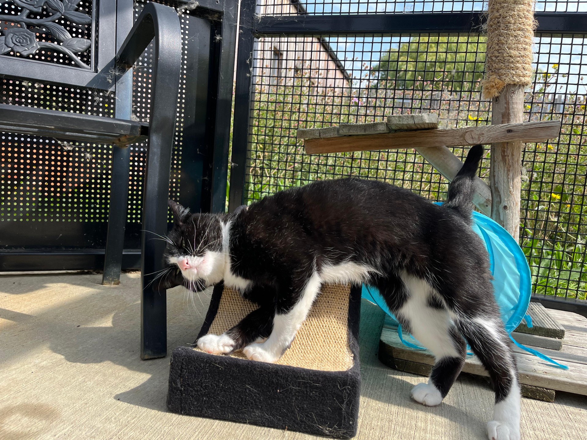 A black and white cat rubs its face against the corner of a scratching pad on a sunny patio, with outdoor furniture, a cat tree, and a blue tunnel in the background.