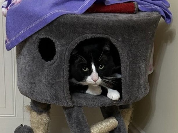 A black and white cat rests inside a gray cat tree cubby, peering out with wide eyes. A purple blanket and red item are placed on top of the cat tree.