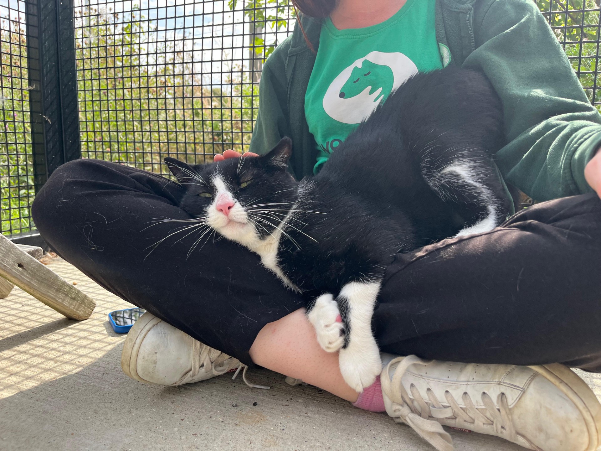 A black and white cat is lying contentedly on a person’s crossed legs outdoors. The person is wearing a green shirt and black pants, gently petting the relaxed cat. Sunlight filters through a wire fence in the background.