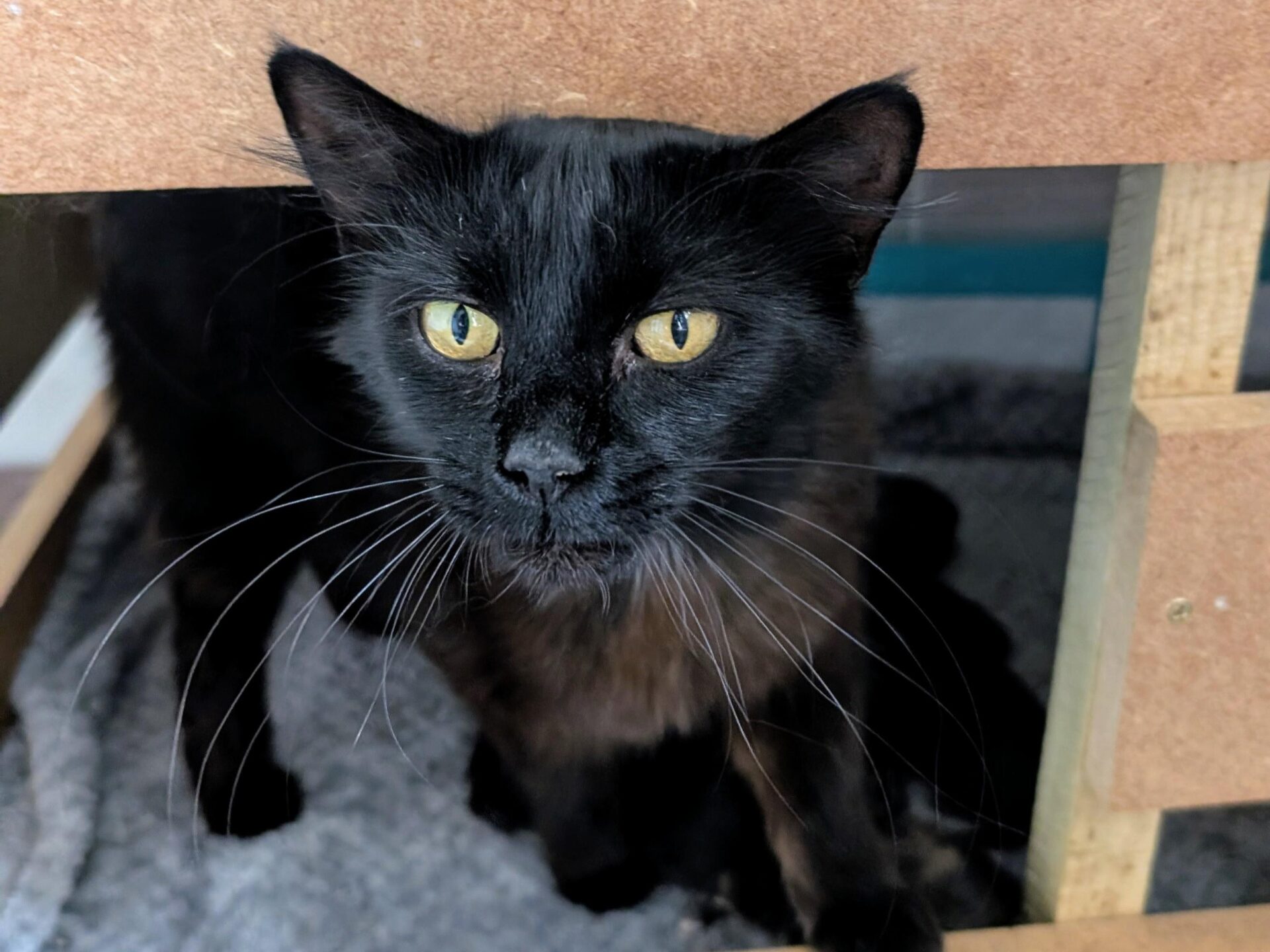 A black cat with yellow eyes looks up through a wooden structure, with its head poking out and whiskers visible. A grey blanket is underneath.