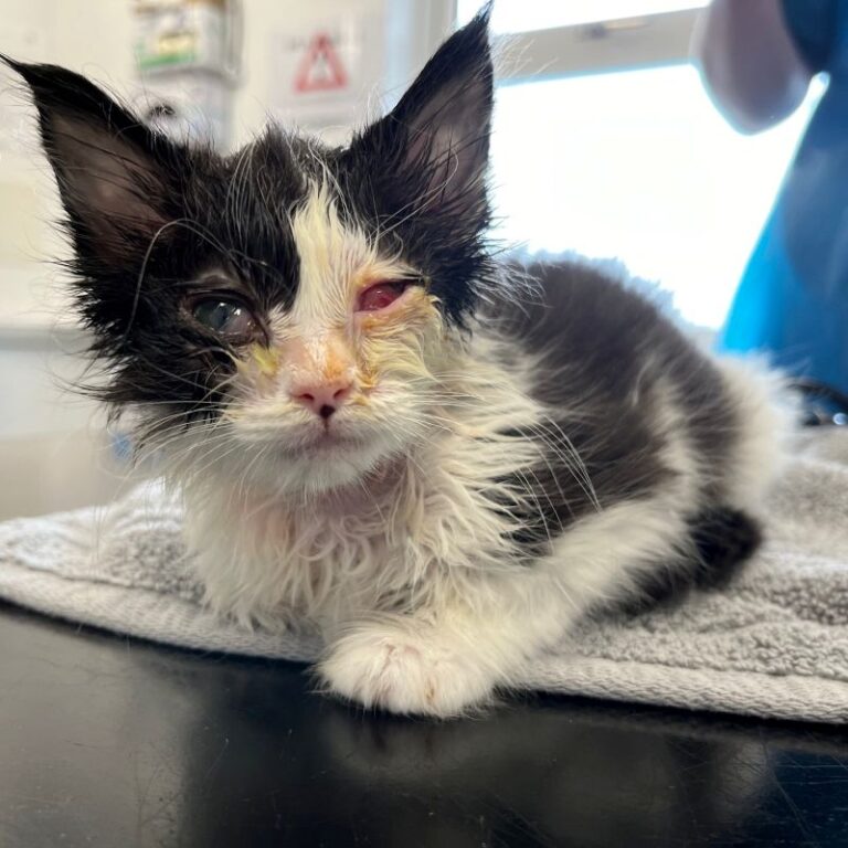 Mindy on arrival to Woodgreen. Vet check