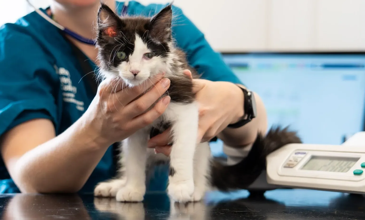 Mindy being assessed by our vet