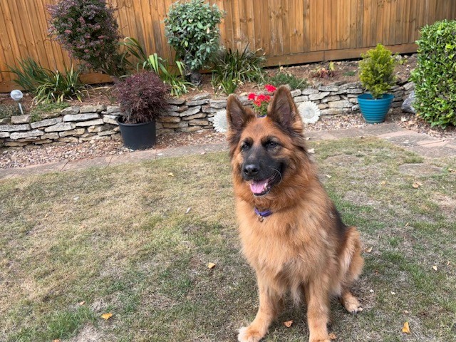 A large, fluffy German Shepherd sits on patchy grass in a fenced backyard, surrounded by potted plants and shrubs, with a wooden fence and stone-edged flower beds completing the tranquil scene.