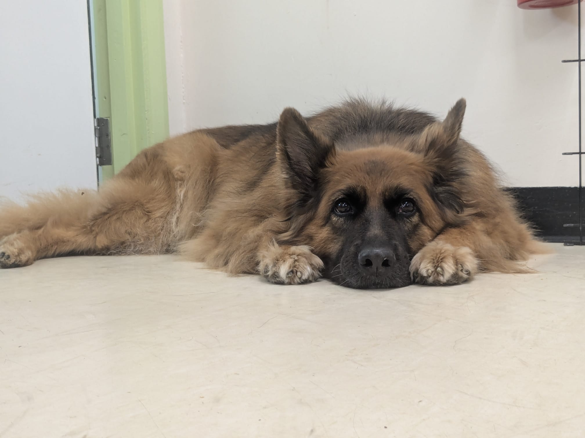 A large, fluffy German Shepherd lies on the floor with its head resting between its front paws, looking calmly at the camera in an indoor setting.