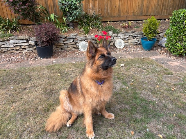 A fluffy brown and black German Shepherd with pointed ears sits on grass in a backyard, surrounded by potted plants, a stone border, and a wooden fence.