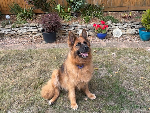 A fluffy brown and black German Shepherd sits on a grassy lawn, looking up happily. Behind the dog, potted plants and flowers brighten the scene in front of a stone border and wooden fence.