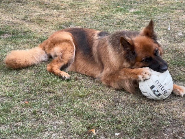 A playful German Shepherd lies on grass, holding a white mitre soccer ball between its front paws and gently biting it.