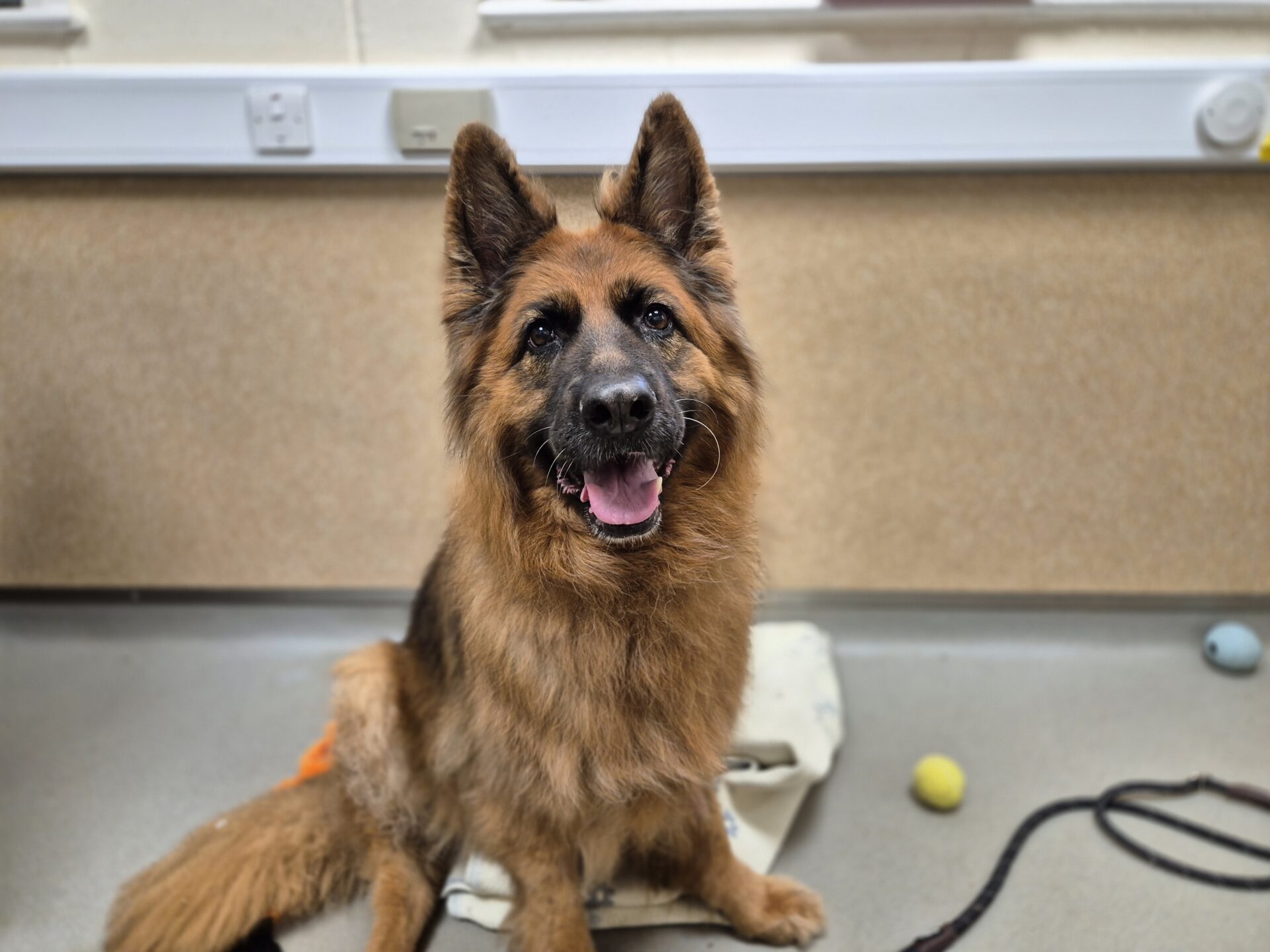 A cheerful German Shepherd with a fluffy coat sits indoors on a mat, surrounded by a few scattered dog toys on the floor.