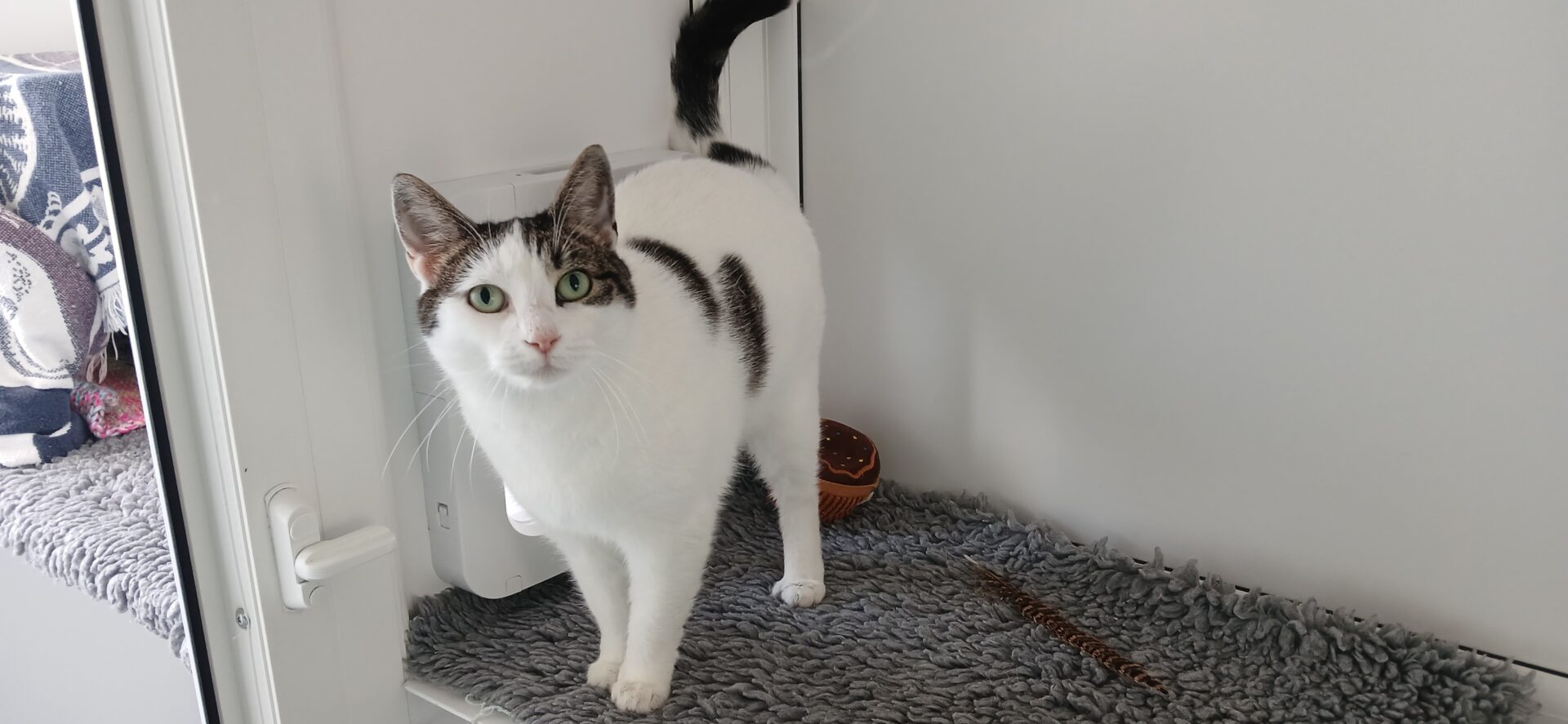 A white cat with black markings stands on a gray, fluffy mat inside a small enclosure, looking toward the camera. There is a brown bowl behind the cat and a cat flap in the wall.