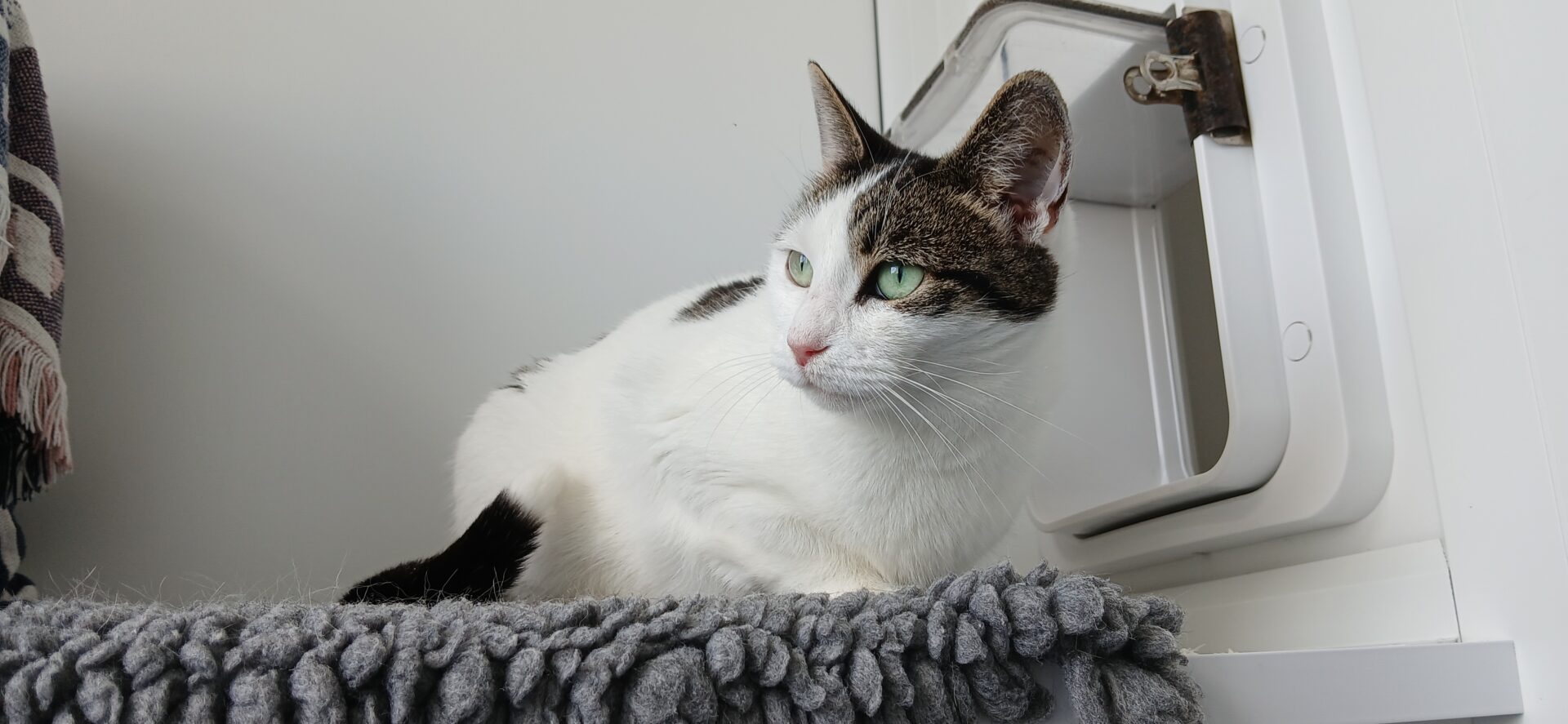A white and gray cat with green eyes lies on a fluffy gray mat next to an open cat flap, looking toward the left. The background is white and minimalistic.