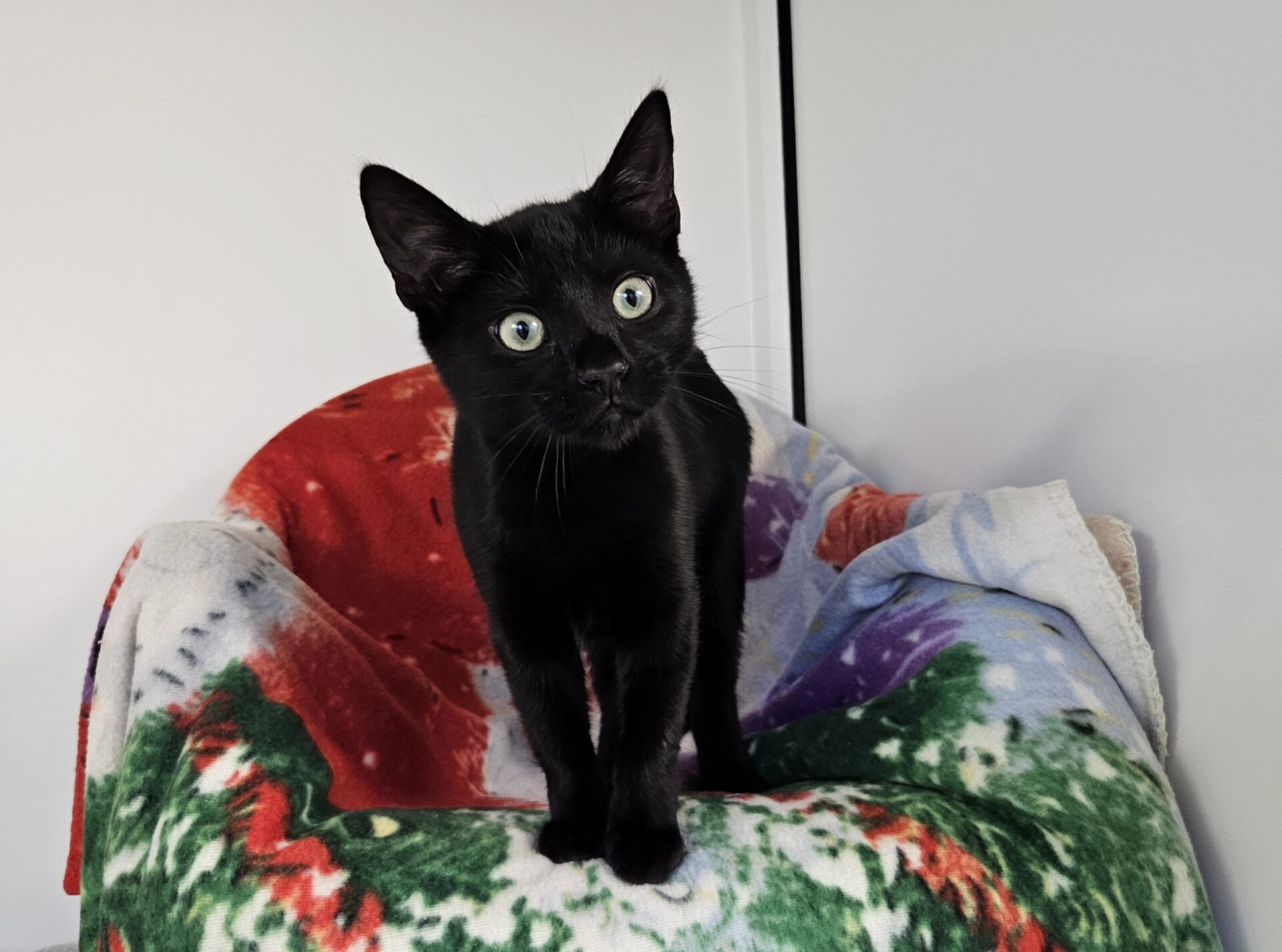 A black cat with bright green eyes stands alert on a chair covered with a colorful, festive blanket. The background is plain white, making the cat and the blanket stand out.