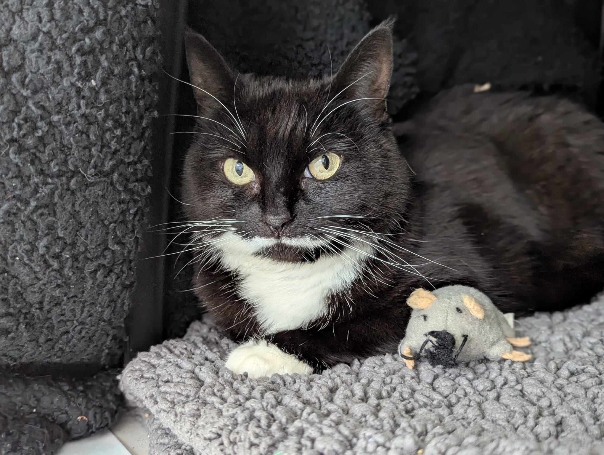 A black and white cat with bright yellow eyes lies on a textured gray blanket, resting one paw next to a small gray mouse toy. The cat appears alert and relaxed.