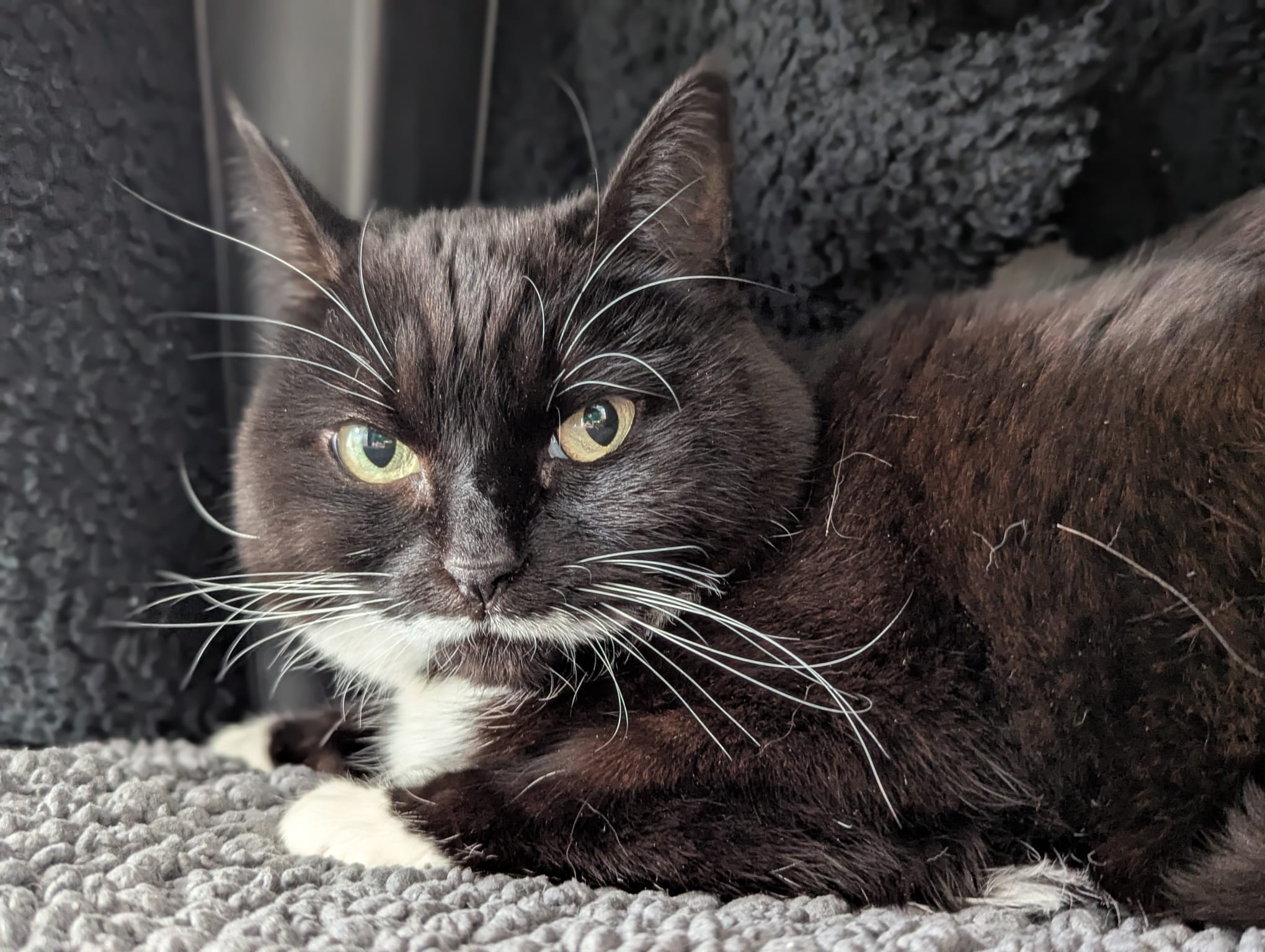 A black and white cat with green eyes lies on a soft, gray textured blanket, looking directly at the camera. Its fur is mostly black with white markings on the face, chest, and paws.