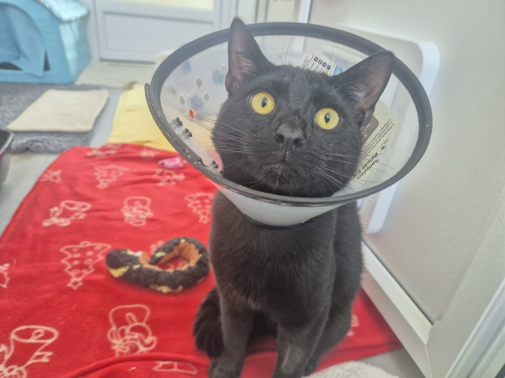 A black cat with wide yellow eyes sits on a red blanket, wearing a plastic medical cone around its neck. There is a plush toy nearby and the room appears bright and clean.