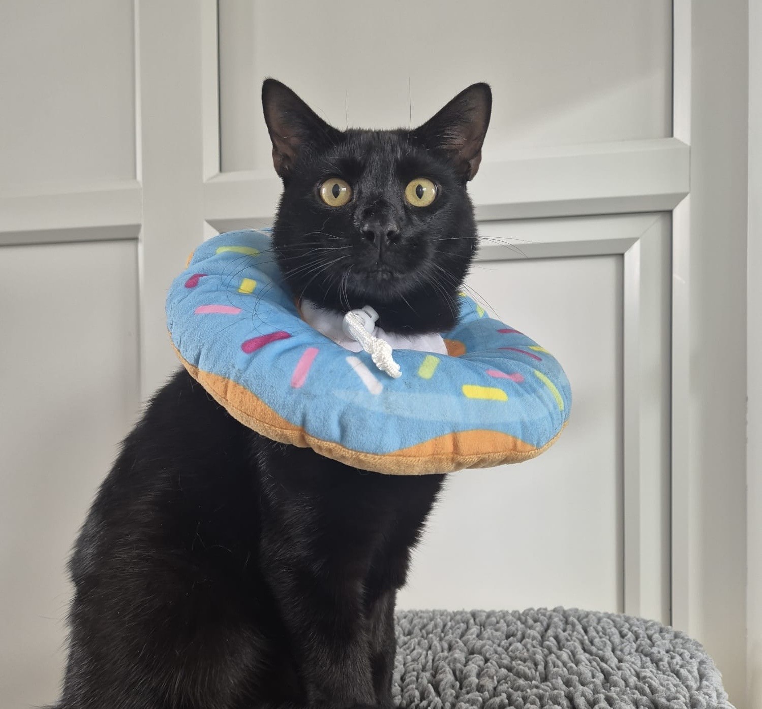 A black cat with wide yellow eyes wears a blue donut-shaped collar with colorful sprinkles, sitting on a gray textured surface in front of white paneled doors.