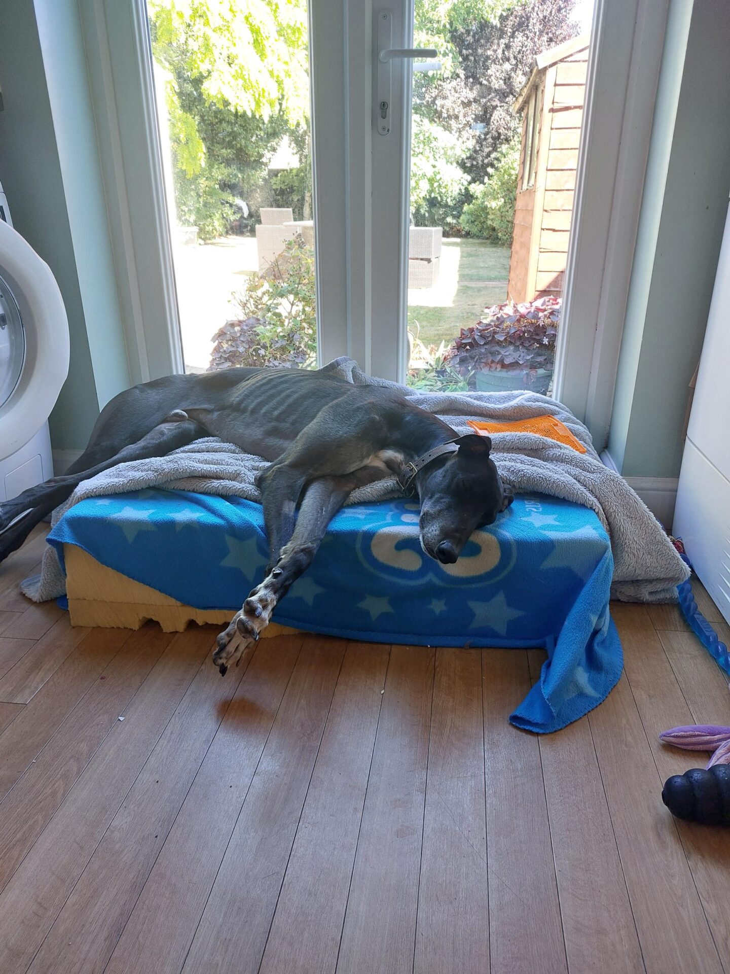 A large black dog is sleeping sprawled out on a blue and yellow dog bed, which is covered with blankets. Sunlight streams in through glass doors to a garden outside.