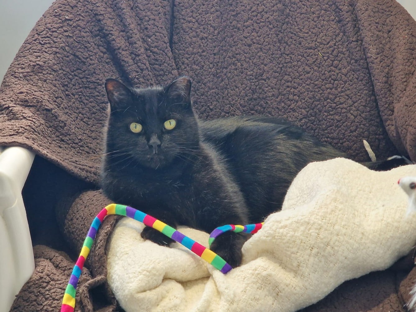 A black cat with yellow eyes is lying on a cream-colored blanket in a brown, textured chair. A colorful, striped toy snake is draped across the cats front paws.
