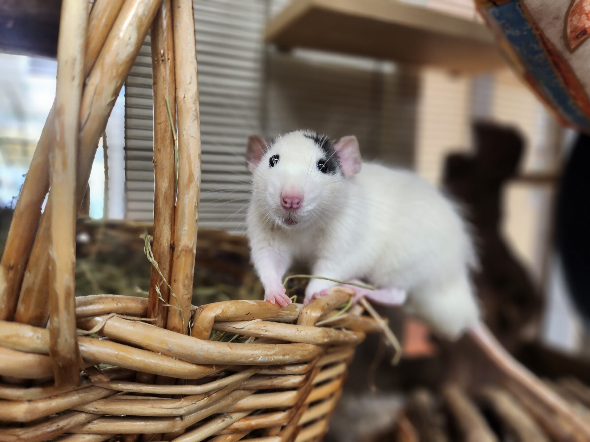 A curious white rat with black markings on its head sits on the edge of a woven wicker basket, looking directly at the camera. The softly blurred background highlights the rats delicate features.