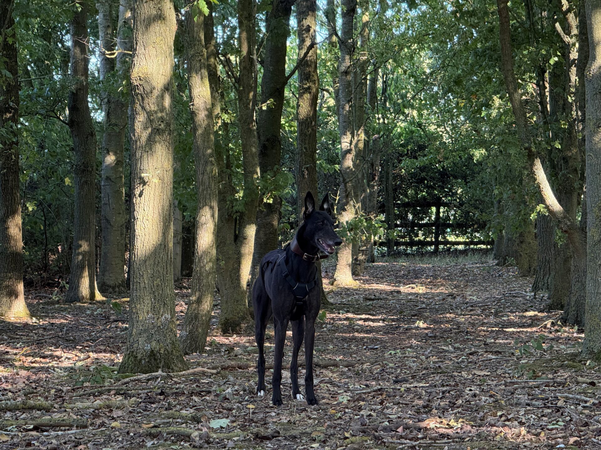 A black Greyhound wearing a harness stands alertly among tall trees in a sun-dappled forest, with dry leaves and twigs scattered on the ground.