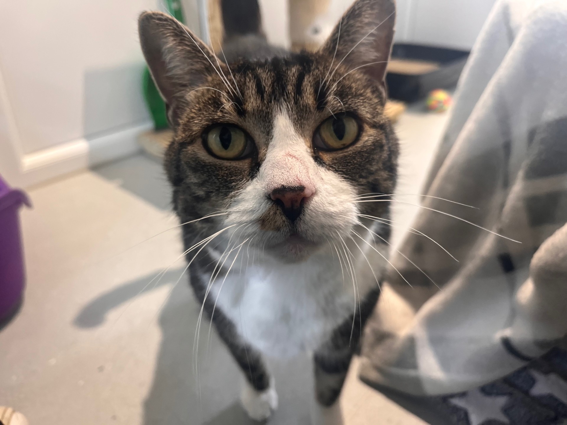 A close-up of a tabby and white cat with yellow eyes looking directly at the camera, standing indoors on a light-colored floor with a blanket and cat toys in the background.