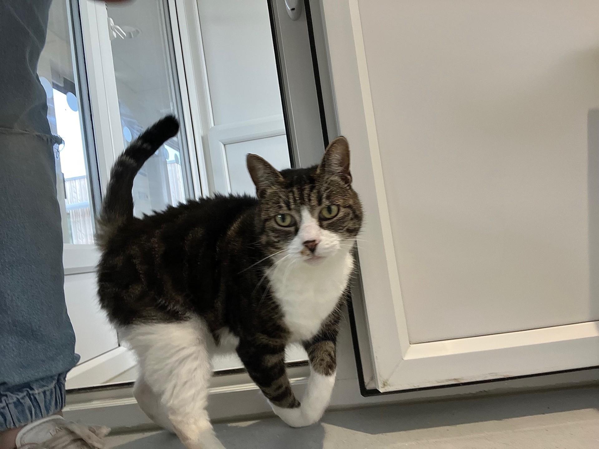 A tabby cat with white paws and chest stands near a white door, looking directly at the camera. A person in blue jeans and sneakers is partially visible on the left side of the image.