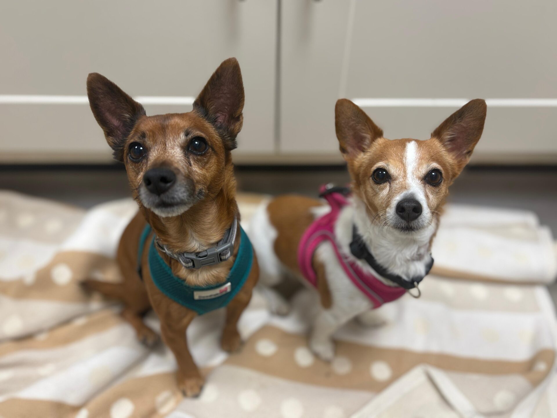 Two small dogs sitting on a beige and white polka dot blanket. One dog is brown with a teal harness, and the other is white and brown with a pink harness. Both are looking up with alert expressions.