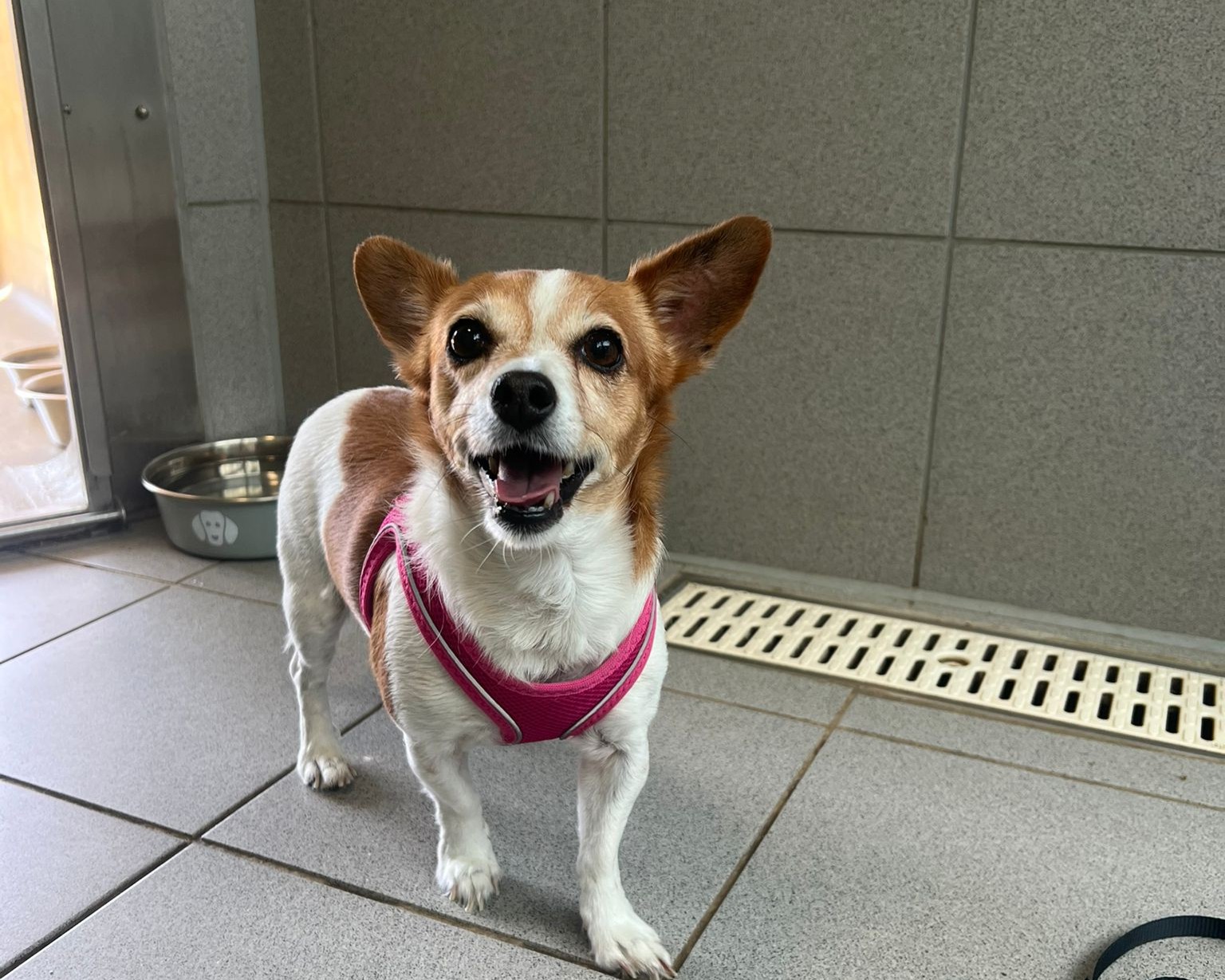 A small brown and white dog wearing a pink harness stands on a tiled floor indoors, looking up with its mouth open and ears perked up. A metal water bowl is visible in the background.