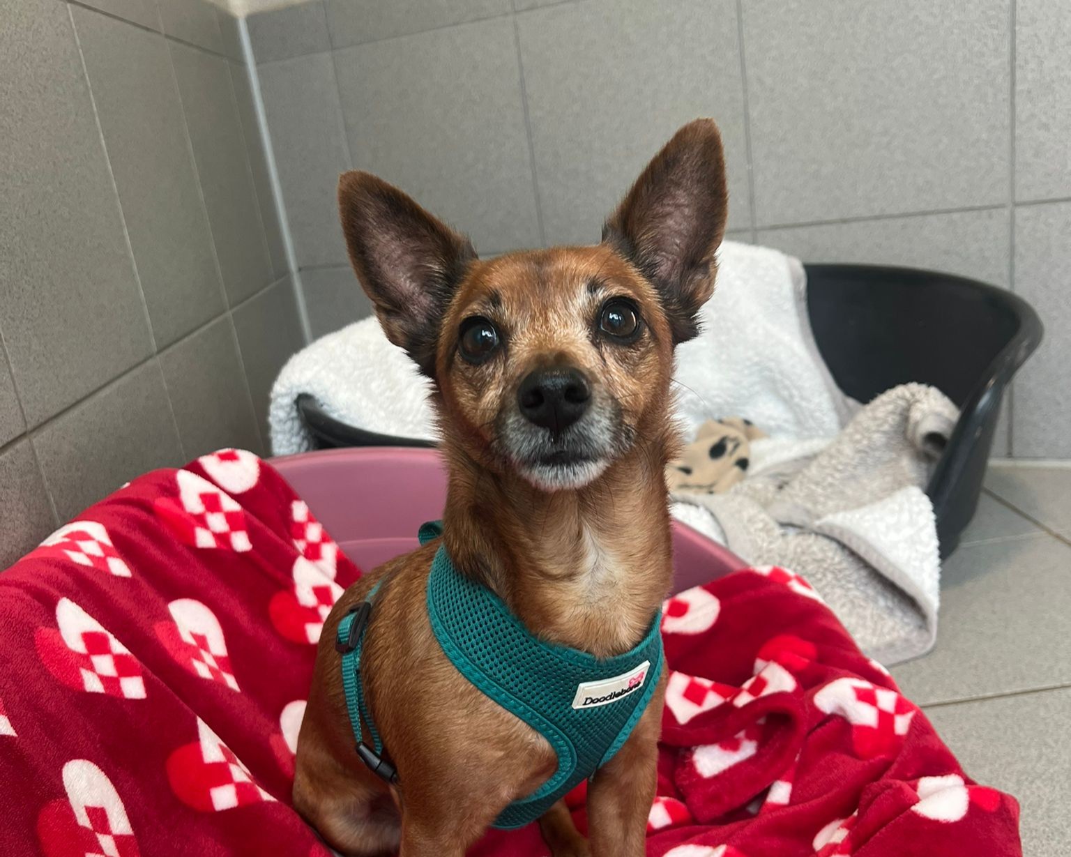A small brown dog with large ears and a teal harness sits on a red blanket decorated with candy canes, inside an indoor kennel with tiled walls and beds.