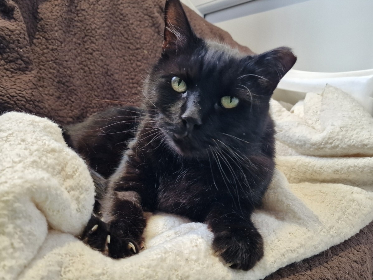 A black cat with green eyes is lying on a soft, cream-colored blanket. The cat looks relaxed, with its front paws stretched out and its head slightly tilted, on a brown textured surface.