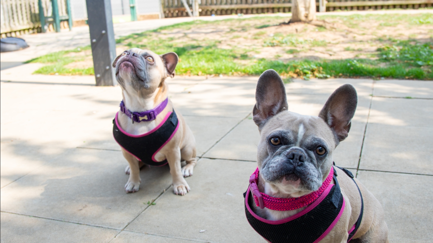Two French Bulldogs wearing pink harnesses sit on a sunlit patio. One dog is looking up while the other looks directly at the camera. A green grassy area and trees are in the background.