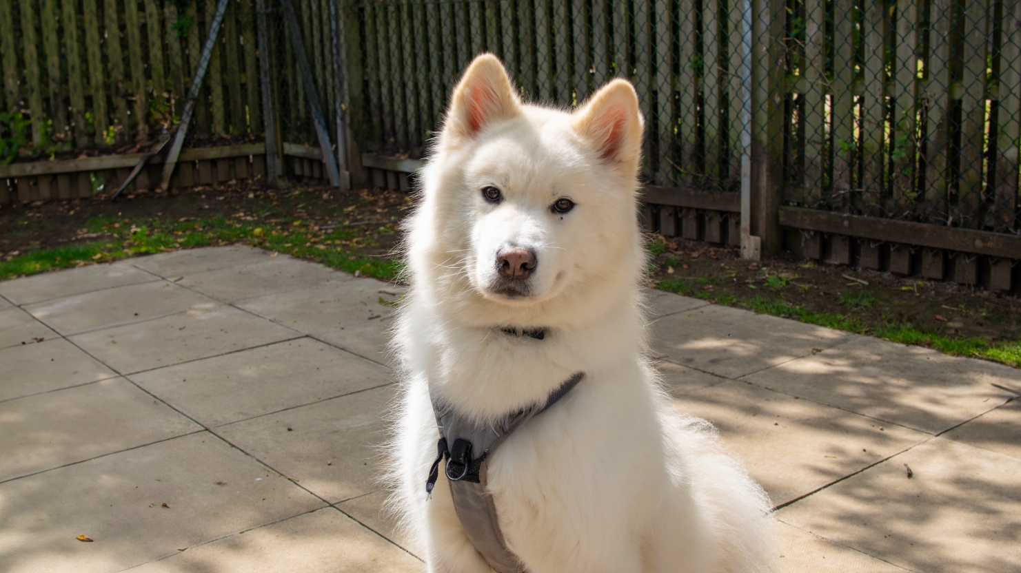 A fluffy white dog with pointy ears sits on a patio, wearing a gray harness, with a wooden fence and greenery in the background.