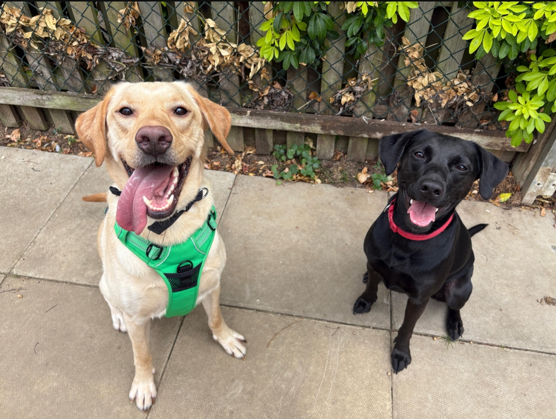 Two happy dogs sitting on a patio; a yellow Labrador with a green harness and a black Labrador with a red collar. Both have their mouths open and tongues out, posing in front of a fence with greenery.