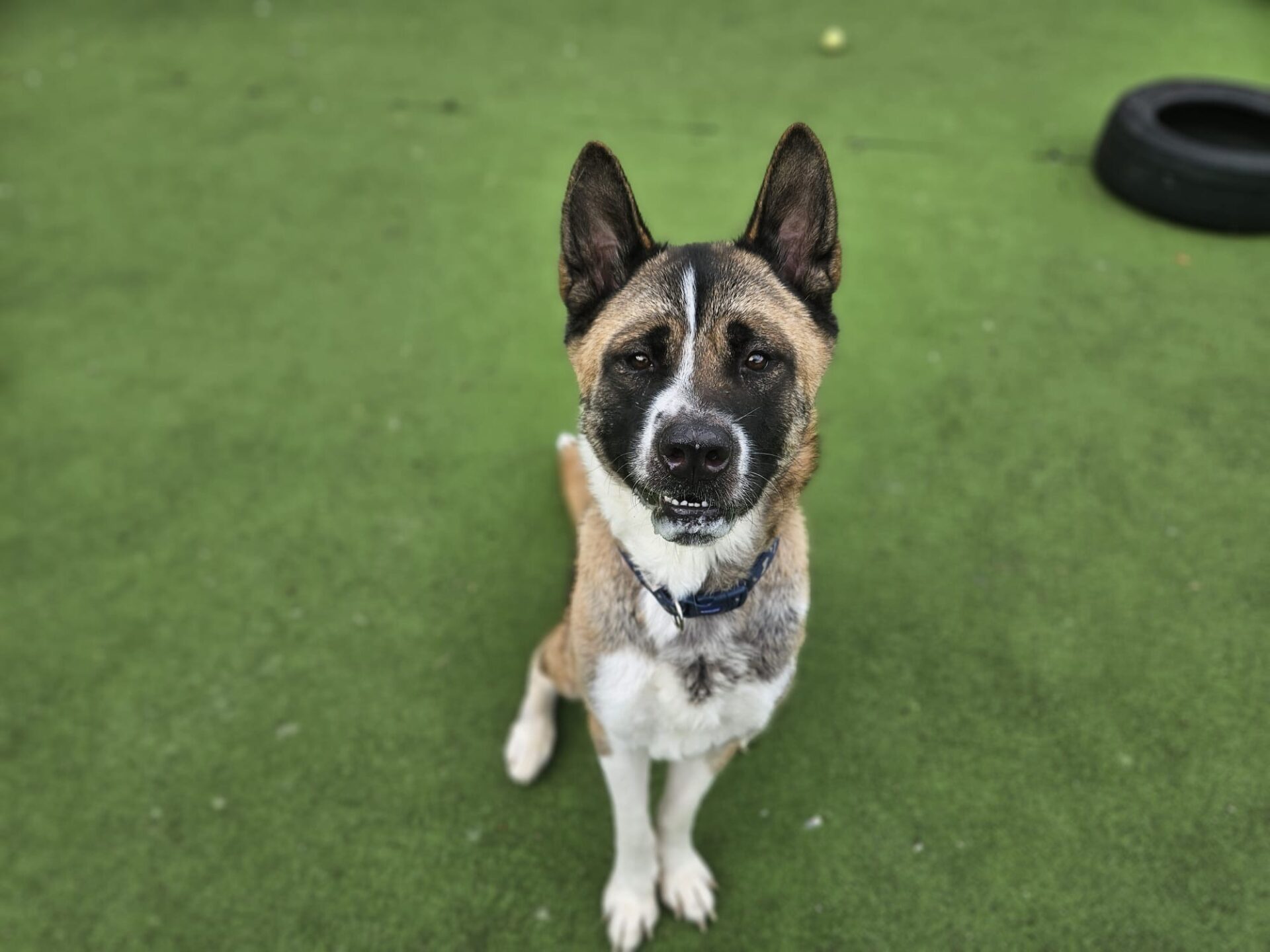 An American Akita with brown and white fur and upright ears sits on green artificial grass, looking up at the camera.