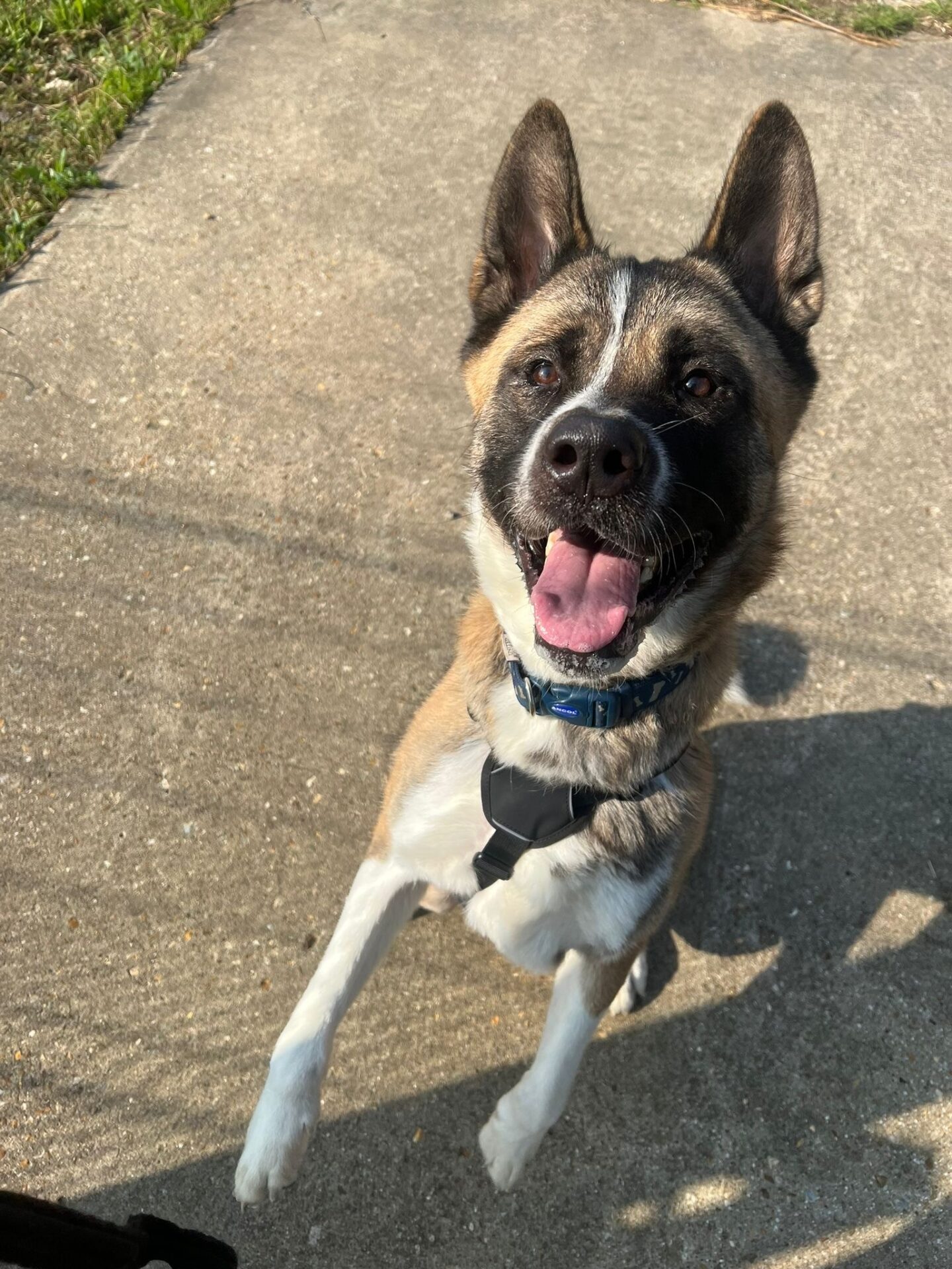 A happy American Akita with tan, white, and black fur jumps up on a sunny sidewalk, tongue out and ears perked, wearing a blue collar and black harness.