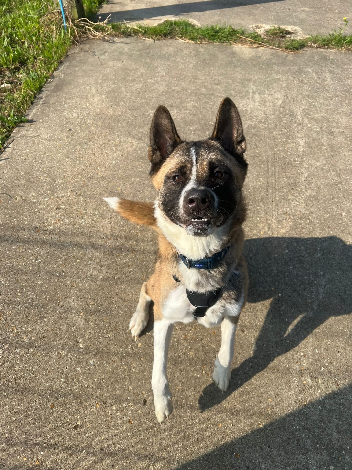 A brown and white American Akita with pointy ears sits on a sunlit concrete path, looking up with its mouth slightly open and tail wagging. Shadow and grass are visible in the background.