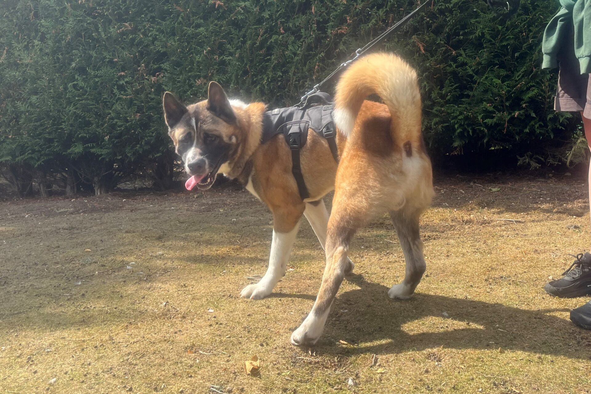 A large, fluffy brown and white American Akita wearing a harness stands on grass, looking back with its tongue out. The dog is on a leash held by a partially visible person, with green bushes in the background.