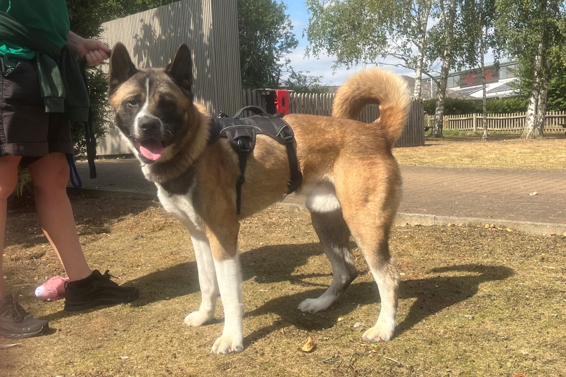 A large, tan and white American Akita with a harness stands on dry grass, looking at the camera with its mouth open. A person in shorts and a green shirt stands nearby, mostly out of frame. Trees, fences, and buildings are visible in the background.