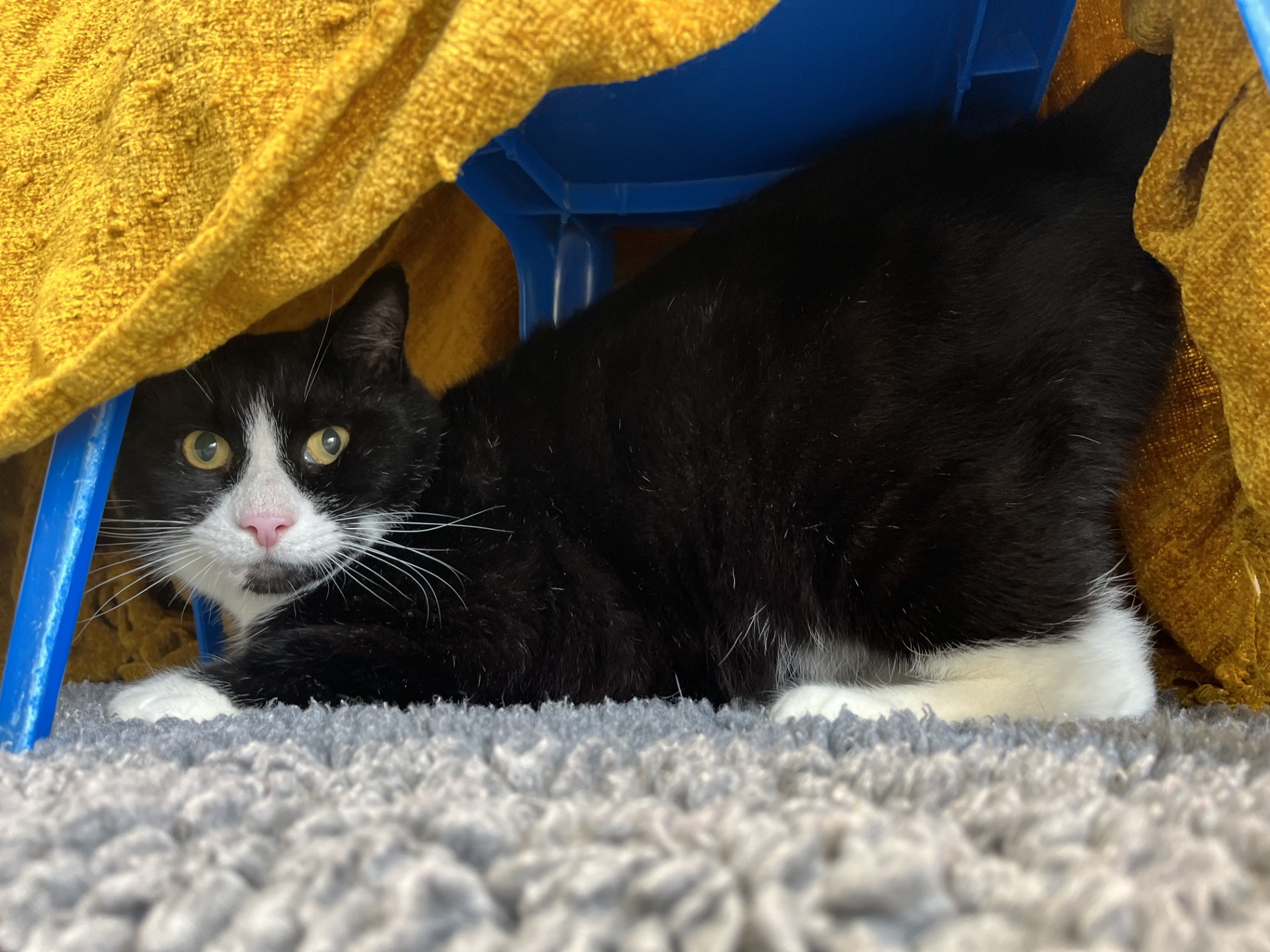 A black and white cat crouches on a gray carpet under a blue chair draped with a yellow blanket, looking directly at the camera with wide, alert eyes.