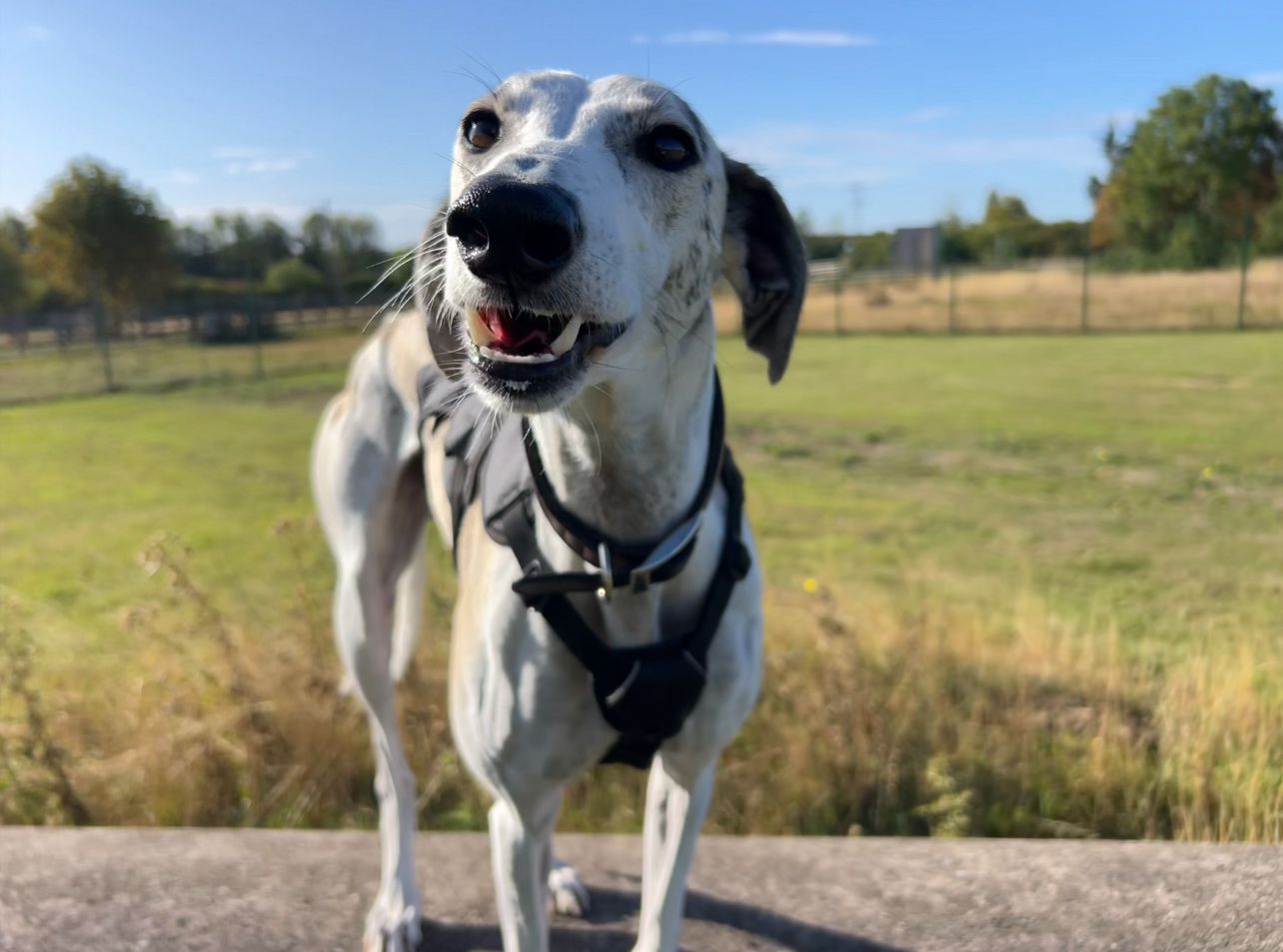 A white and grey dog wearing a harness stands outdoors on a sunny day, with its mouth slightly open, showing its teeth. The background features green grass, trees, and a blue sky.