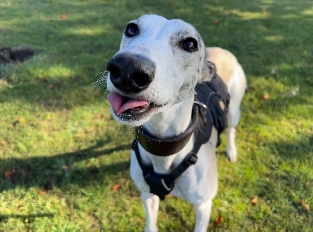 A close-up of a light-colored dog wearing a black harness, standing on green grass, looking up at the camera with its tongue slightly out and ears back. The background is sunlit and slightly blurred.