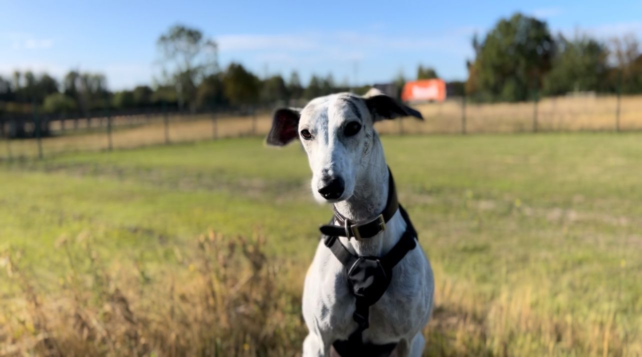 A Lurcher with a black harness sits in a grassy field on a sunny day, with a blurred background of trees and a fence.