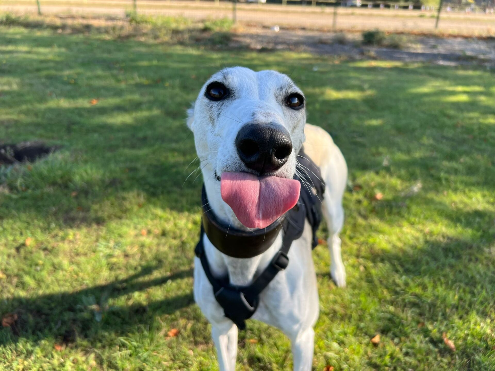 A white and grey dog wearing a black harness stands on green grass, facing the camera with its tongue sticking out playfully. Trees and a fence are visible in the blurred background.