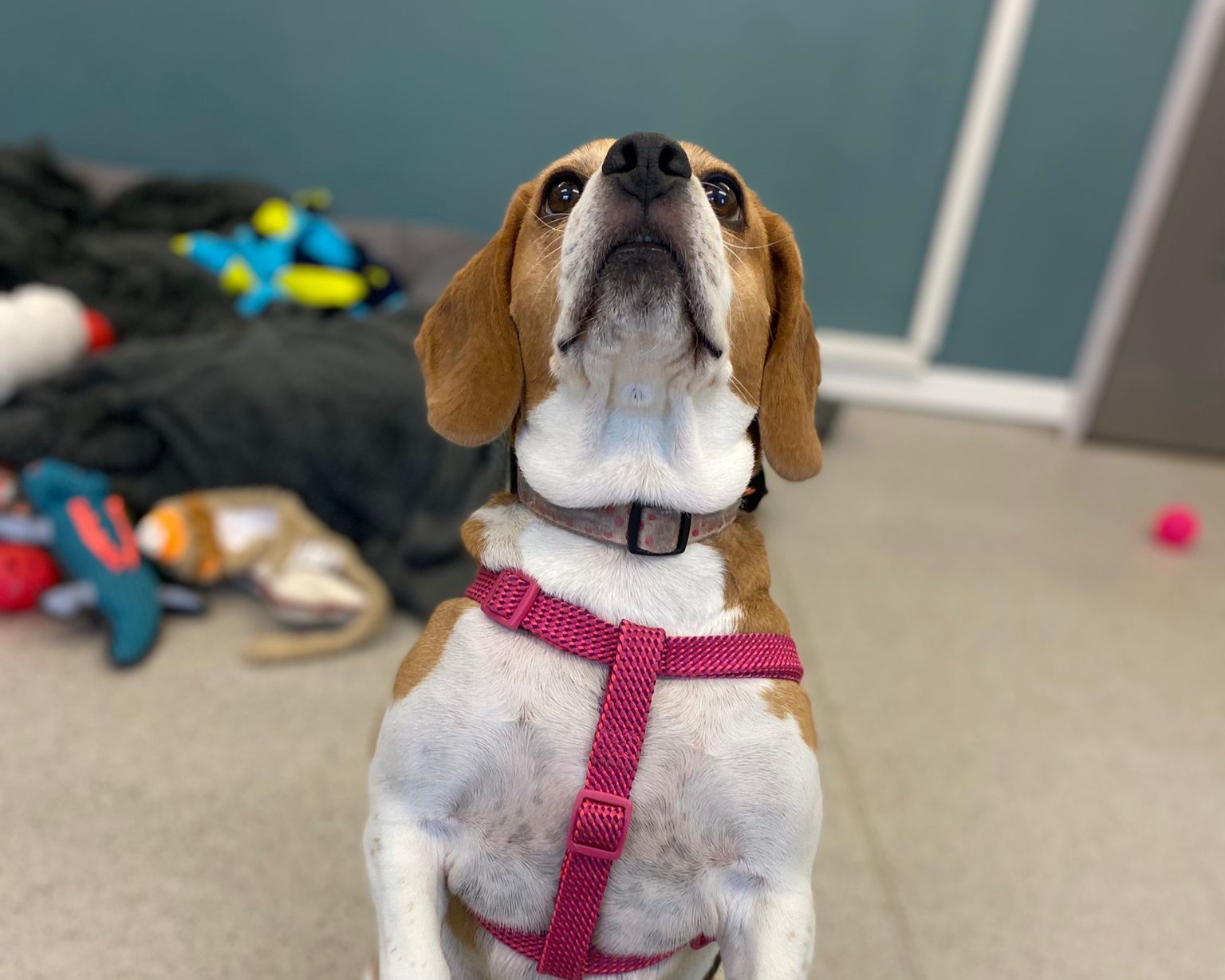 A brown and white dog wearing a pink harness sits upright and looks up. Toys and a blanket are scattered on the floor in the background.